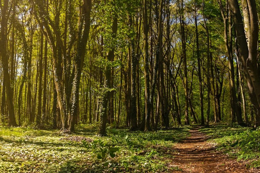 ¿Qué es la energía verde y qué fuentes de generación incluye?